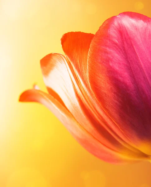 stock image Beautiful tulip