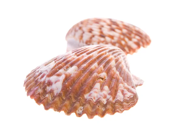 Seashell — Stock Photo, Image