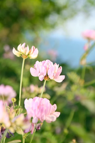 Blommor — Stockfoto
