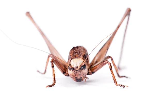 Escarabajo de cricket —  Fotos de Stock