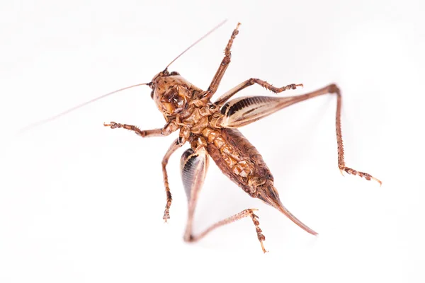 Kriket böceği — Stok fotoğraf