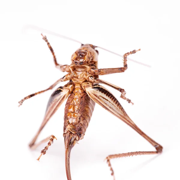 Cricket beetle — Stock Photo, Image
