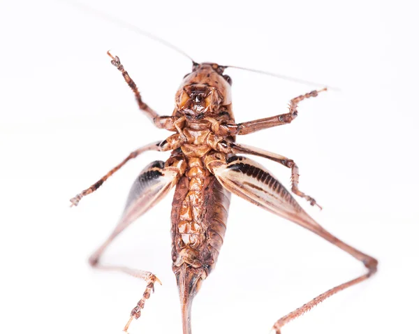 Cricket beetle — Stock Photo, Image