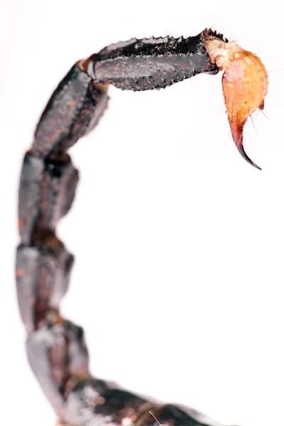 Schorpioen staart — Stockfoto