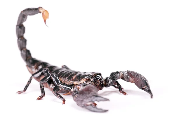 Scorpione — Foto Stock