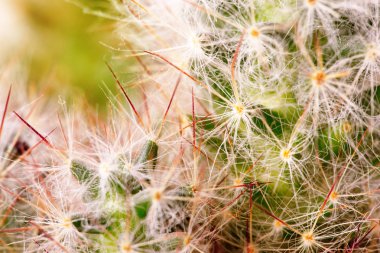 Thorns of cactus clipart