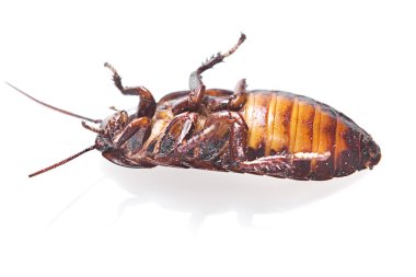 Cockroach clipart