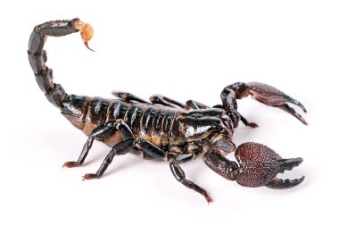 Scorpion clipart