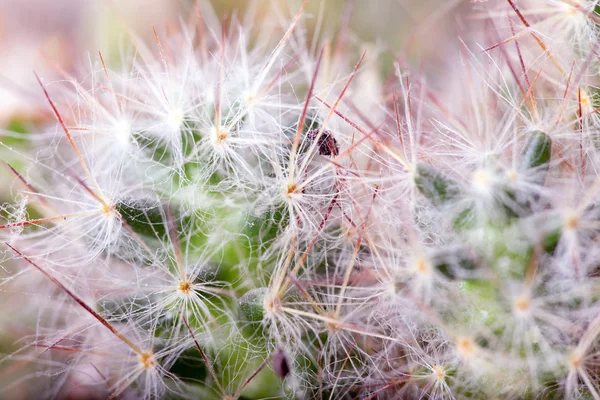 Kaktusz tüske — Stock Fotó