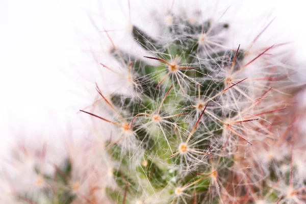 Espinas de cactus verde — Foto de Stock