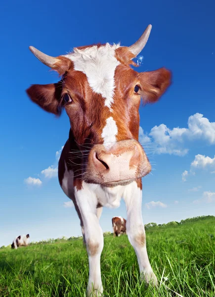 stock image Cow on meadow.