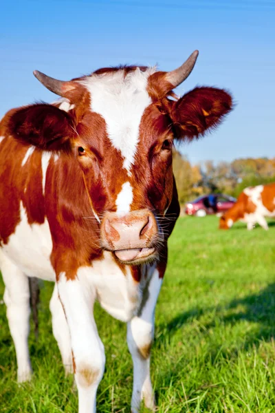 stock image Cow in the field