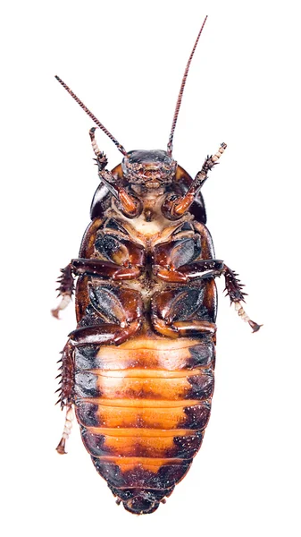 Cockroach — Stock Photo, Image