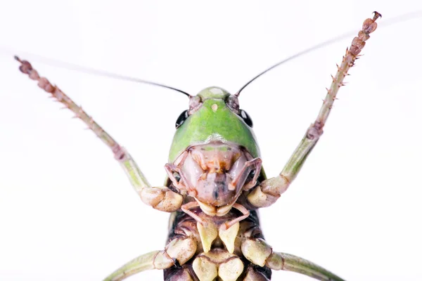 Escarabajo aislado —  Fotos de Stock