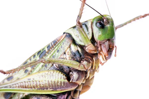 Käfer isoliert — Stockfoto