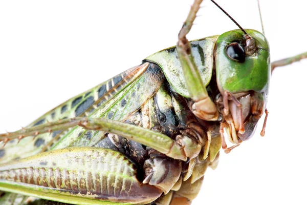Käfer isoliert — Stockfoto