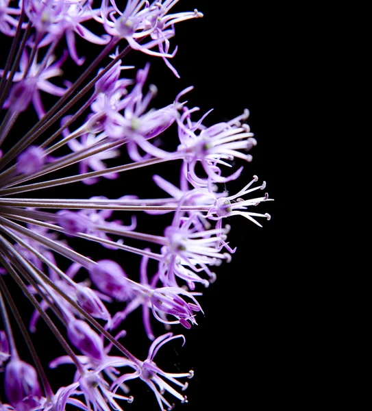 Hermosa flor — Foto de Stock
