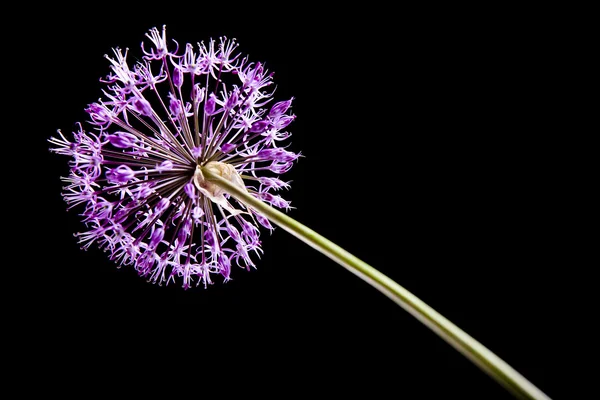 सुंदर फूल — स्टॉक फोटो, इमेज