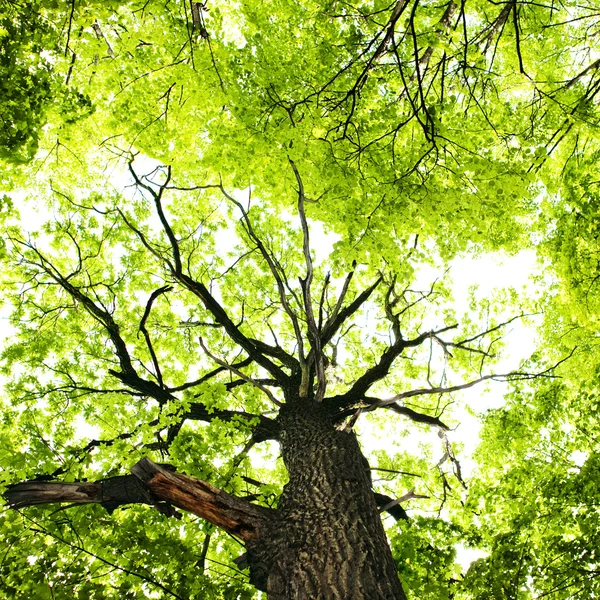 Folhas de árvores — Fotografia de Stock
