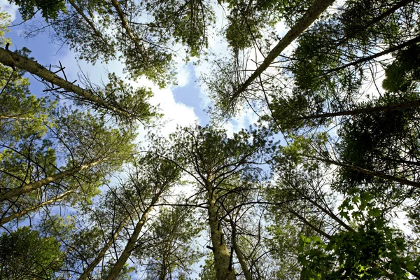 树木和蓝天 — 图库照片