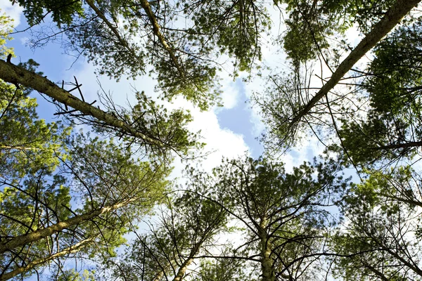Drzewa i błękitne niebo — Zdjęcie stockowe