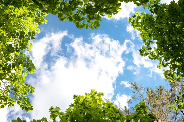 Drzewa i błękitne niebo — Zdjęcie stockowe