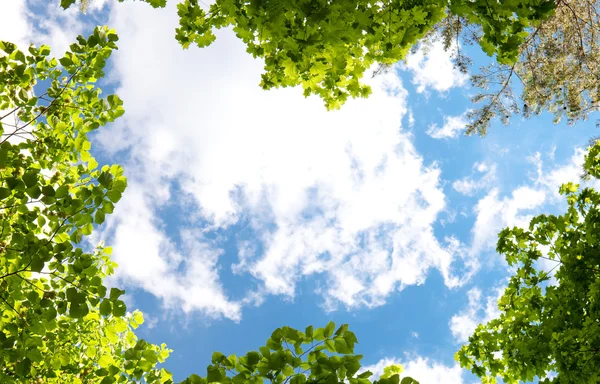 木々と青空 — ストック写真