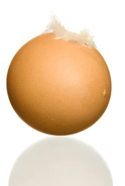 蛋与羽毛 — 图库照片