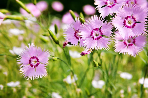 Schöne Blumen. — Stockfoto