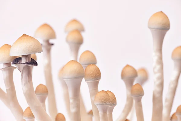 stock image Mushrooms