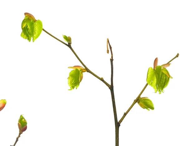 Izole bitki — Stok fotoğraf