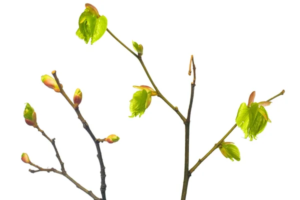 stock image Plant isolated