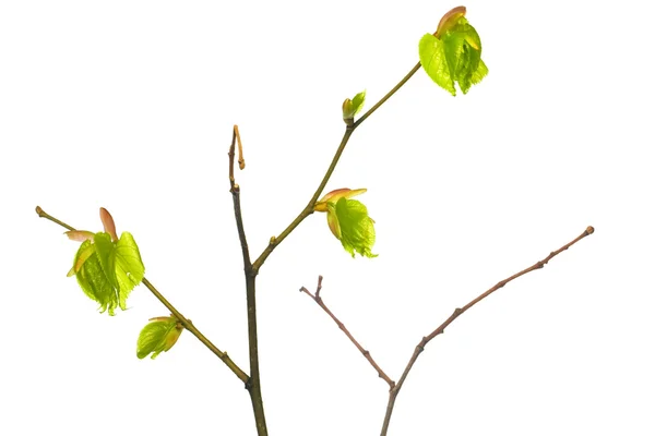 Plant isolated — Stock Photo, Image