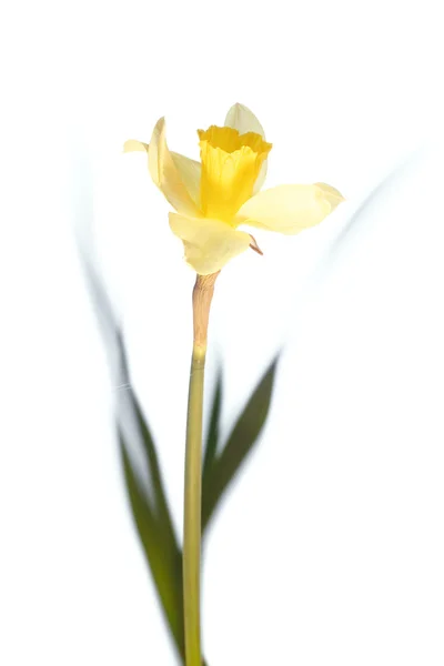 Flower isolated — Stock Photo, Image