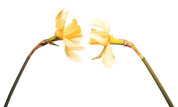 Απομονωμένο λουλούδι — Φωτογραφία Αρχείου