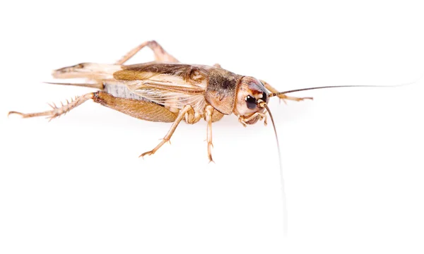 Escarabajo de cricket —  Fotos de Stock