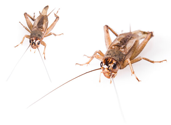 Жук-сверчок
