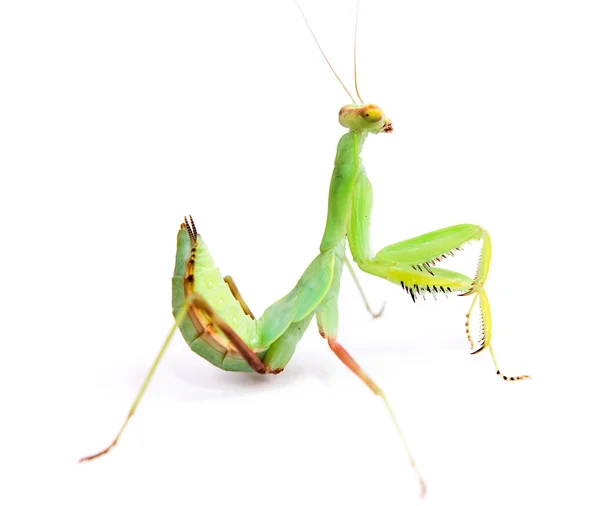 stock image Mantis on white