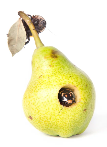 Pear with cockroach — Stock Photo, Image
