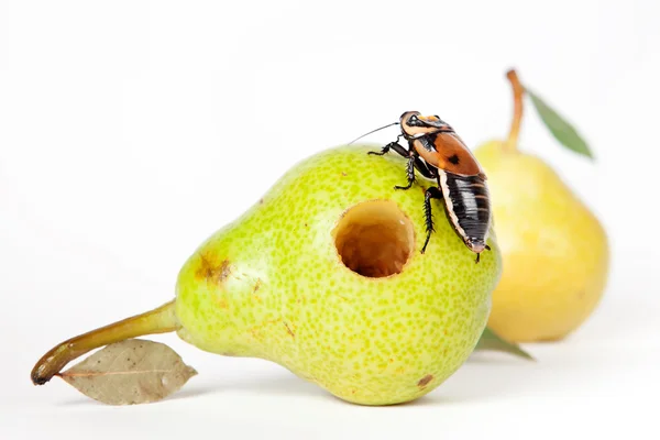 梨与蟑螂 — 图库照片