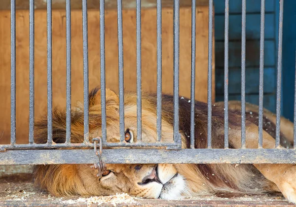 stock image Lion behind bars