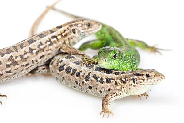 Lizard isolated — Stock Photo, Image