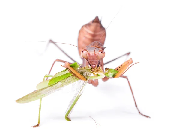 Mantis eats locust — Stock Photo, Image