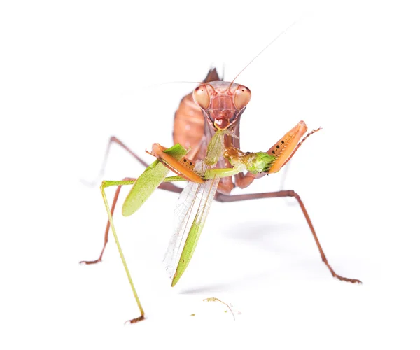 Mantis mange des sauterelles — Photo