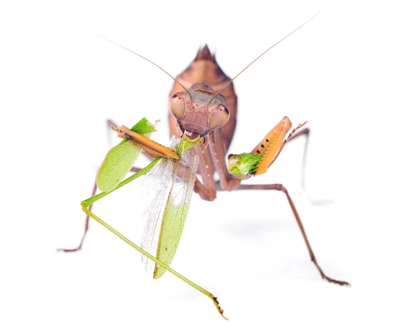 Mantis come langosta —  Fotos de Stock