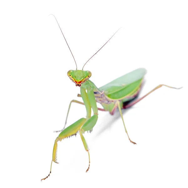 Mantis sur blanc — Photo