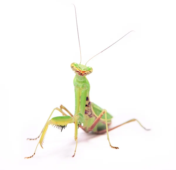 Mantis en blanco —  Fotos de Stock