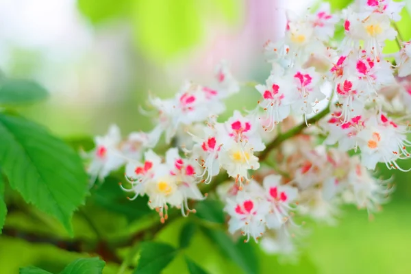 Stock image Flower