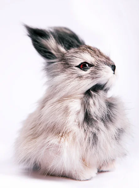 stock image Rabbit on white