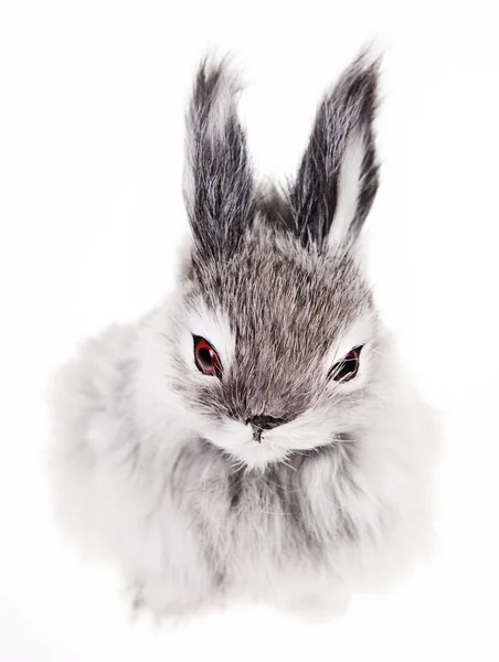 stock image Rabbit on white